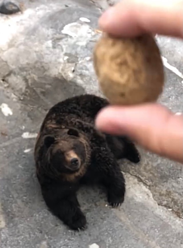 園内で買った餌をクマにあげようとしたところ…（画像は動画のスクリーンショット）