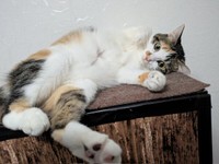 棚上でゴロンと寝そべる三美ちゃん（画像提供：三美お嬢様はお猫様さん）