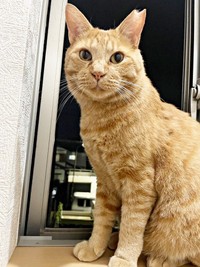 窓辺でニャルソックするちゃとくん（画像提供：ハミィさん）