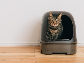 「オシッコだけ持参して獣医師に相談」が愛猫を救う！