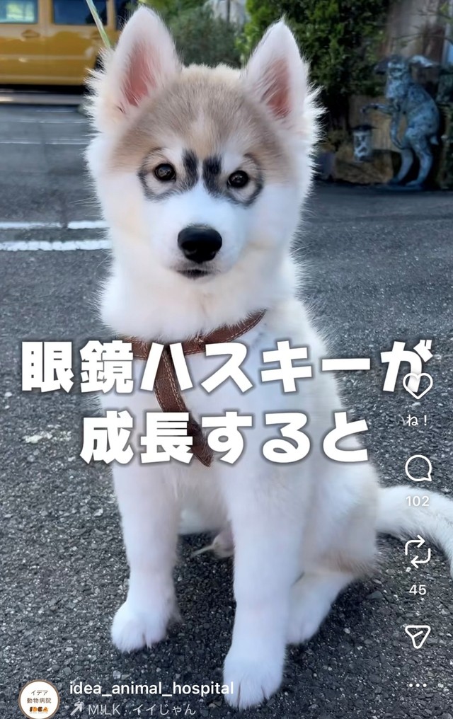 ビフォーの姿。キリッとメガネ姿のハスキー