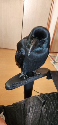編集してると近くで様子を見ているクロくん（提供：がーちゃんねる（※カラスの名前はクロです）さん）