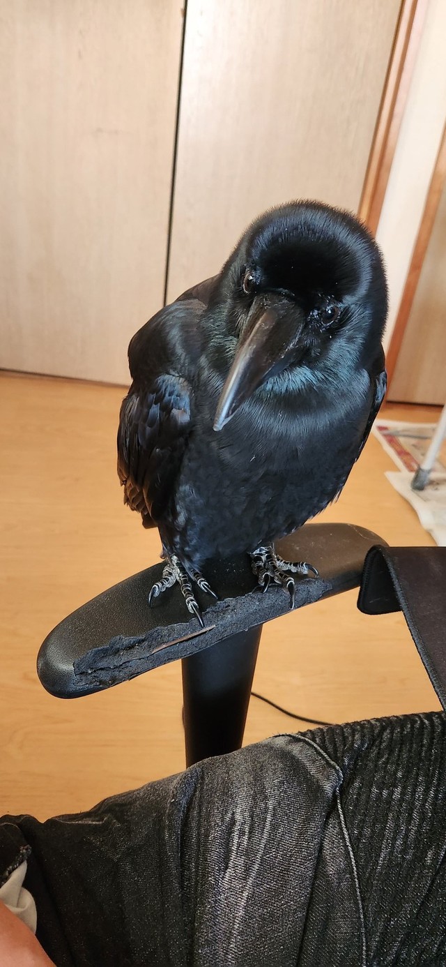 編集してると近くで様子を見ているクロくん（提供：がーちゃんねる（※カラスの名前はクロです）さん）