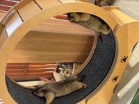 どちらに回すかで意見が分かれる