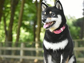 足が速くて、ジャンプも得意　童顔の柴犬「あんこ」