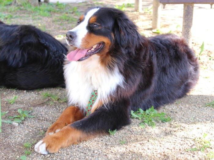 毛艶や肉付きも改善、歯石も取った