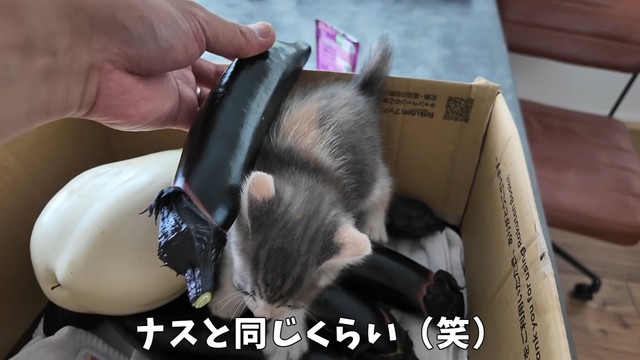 ナスと同じくらいの体長です（提供：おかゆ生活さん）