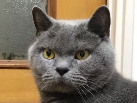 イス取り名人？　人が座ったイスが好きなブリショー「ドルチェ」