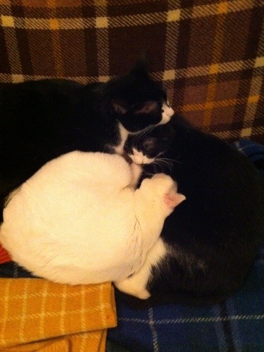 寒いときには協力しあって