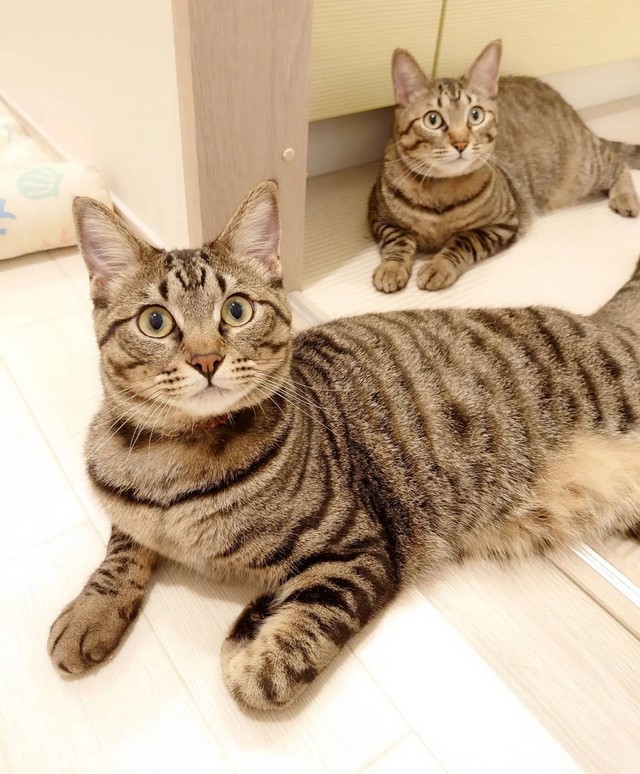 遊んでもらい待ちのオリンくん（奥）とクルンくん（前）
