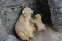 どうしました反抗期ですか？闘いを挑むかのような赤ちゃん（男鹿水族館GAO提供）