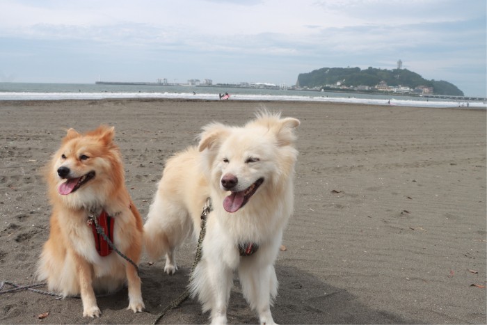 毎日散歩する砂浜にて