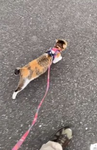 なんと、小雪ちゃんは散歩するんです！（小雪ちゃんのパパさん提供、Instagramよりキャプチャ撮影）