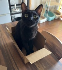 黒猫のコンブちゃん【提供：ノビター（5匹家族）さん】