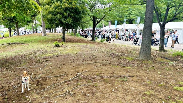 人混みを避けてーーにっこり笑顔のもにちゃん（画像提供：しょんぼり顔のもにさん）