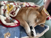 何の夢を見ているのかな（画像提供／柴犬ハルさん）