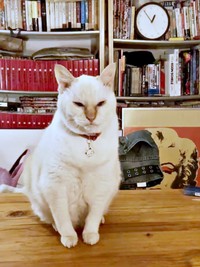 テーブルの上にちょこんと座るチャーリーくん（画像提供：half&herbさん）