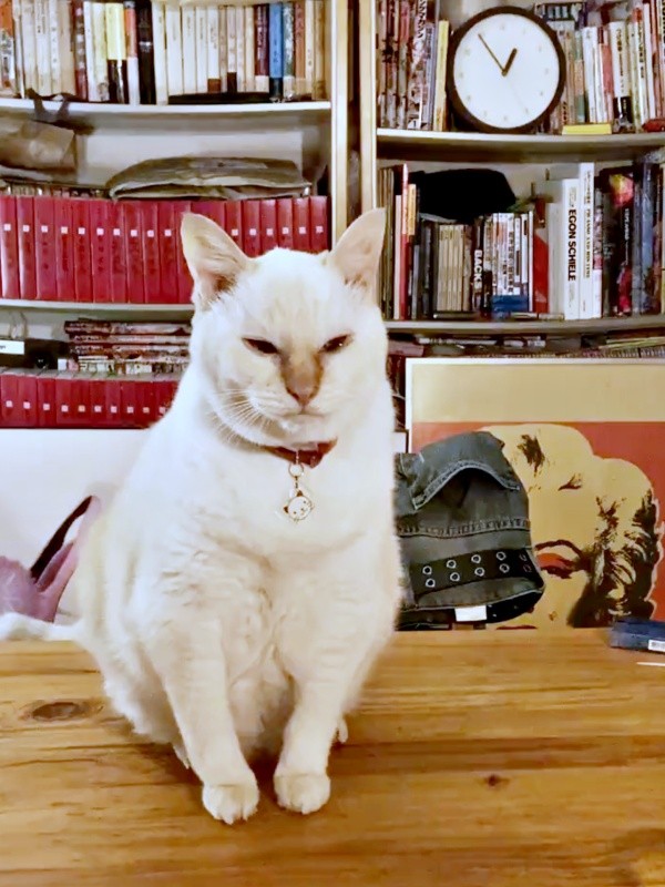 テーブルの上にちょこんと座るチャーリーくん（画像提供：half&herbさん）