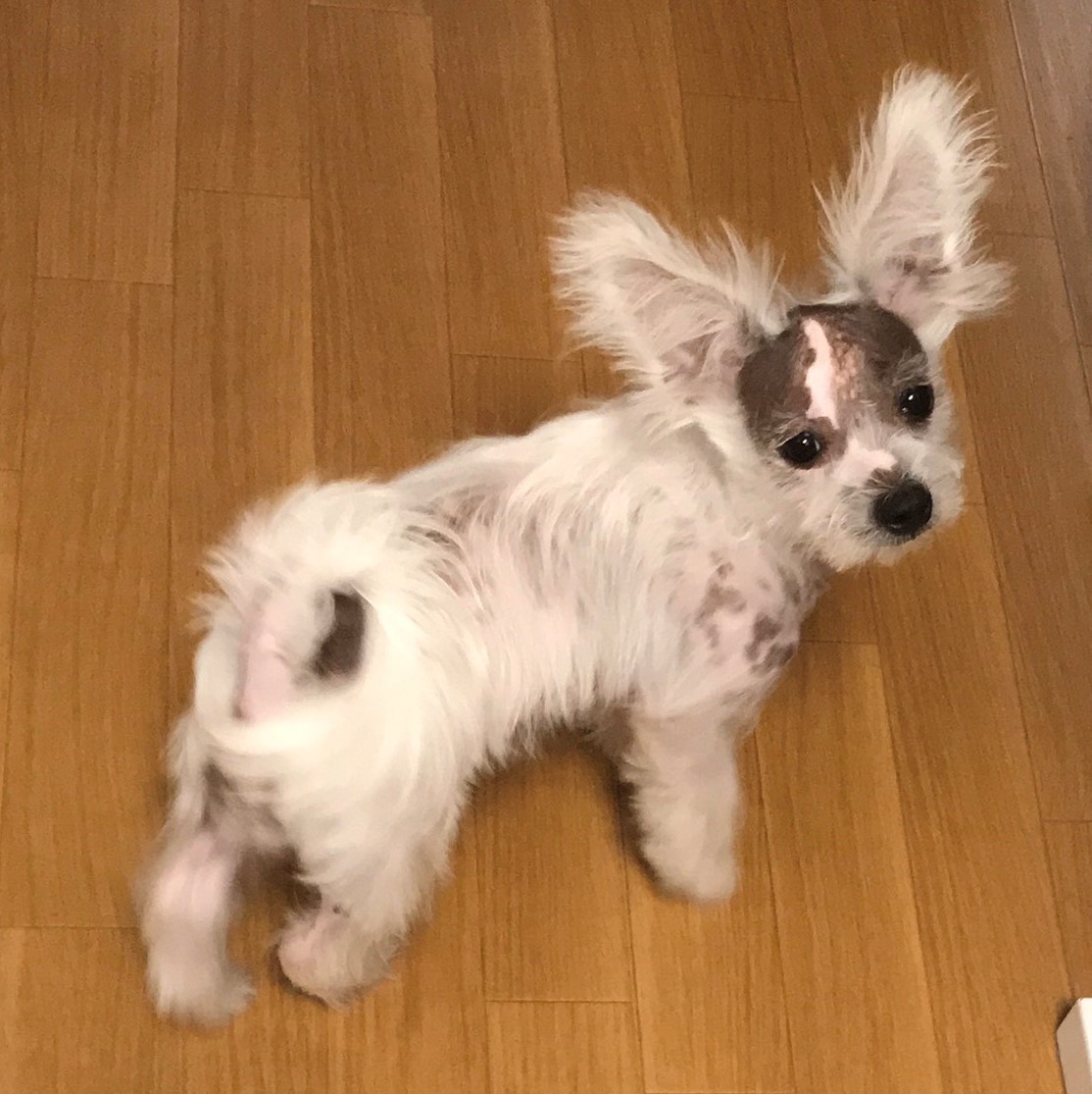 ミックス 犬 失敗 画像(01)