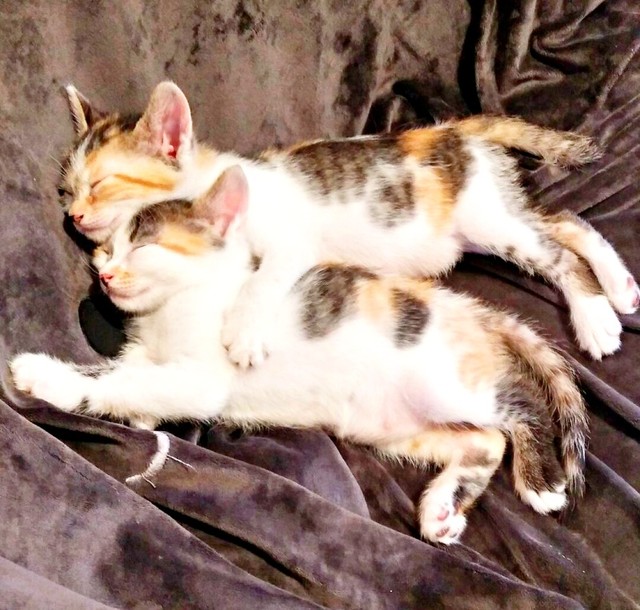 姉妹抱き合ってすやすや…（手前）クラちゃん、（奥）ステラちゃん（画像提供：junさん）