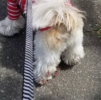 桜の花がらも取り除くのが大変＝シーズーのまるとおまめとこいもさん（@maruomamekoimo）提供