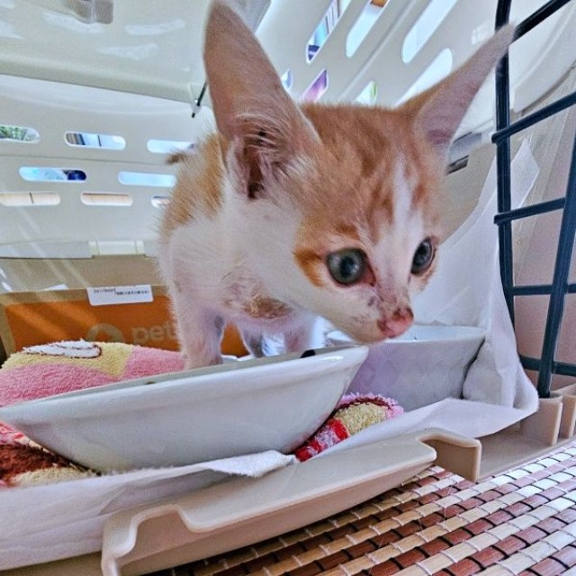 保護翌日、ご飯を食べる爽太くん（画像提供：かまねこさん）