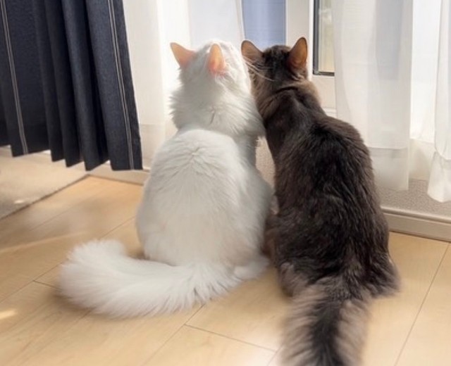 「来年も変わらず、（愛猫たちとともに）元気に健康で過ごしたいです」という飼い主さん　(画像提供：雨と雪之丞さん)