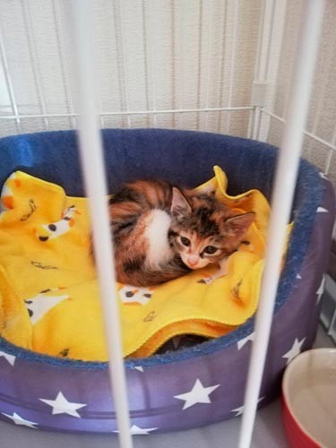 ココがやってきた。（飼い主さん撮影）