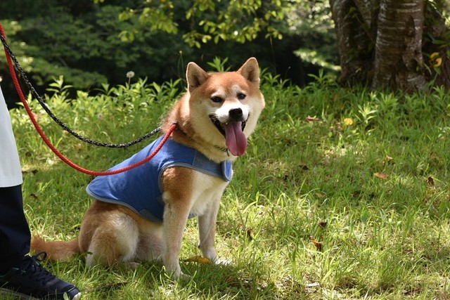 お散歩ボランティア中。大五郎くん（お散歩隊さん提供）