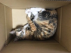 育児で猫との時間が激減、甘えん坊だった愛猫がそっけない　ごめん…でもどうすれば？
