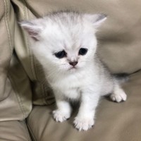 子猫時代のしんぞうちゃん（画像提供：本物の外科医（北原 大翔）さん）