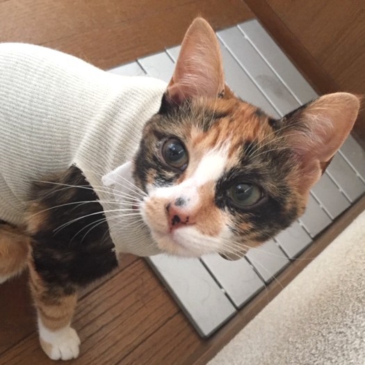 大きな目がチャームポイント