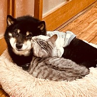 次第に一緒に寝るように。そら豆は「おじいちゃん大好き！」といわんばかり（石橋さん提供）