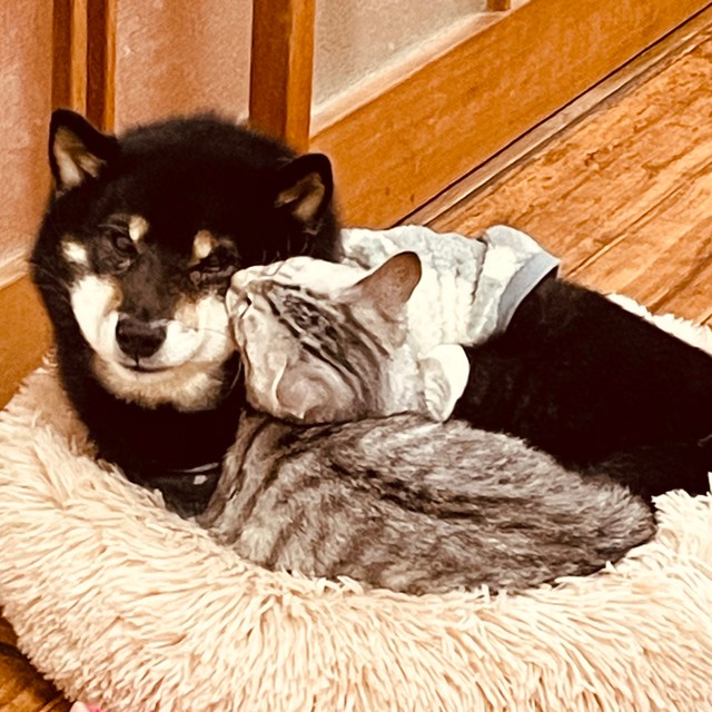 次第に一緒に寝るように。そら豆は「おじいちゃん大好き！」といわんばかり（石橋さん提供）