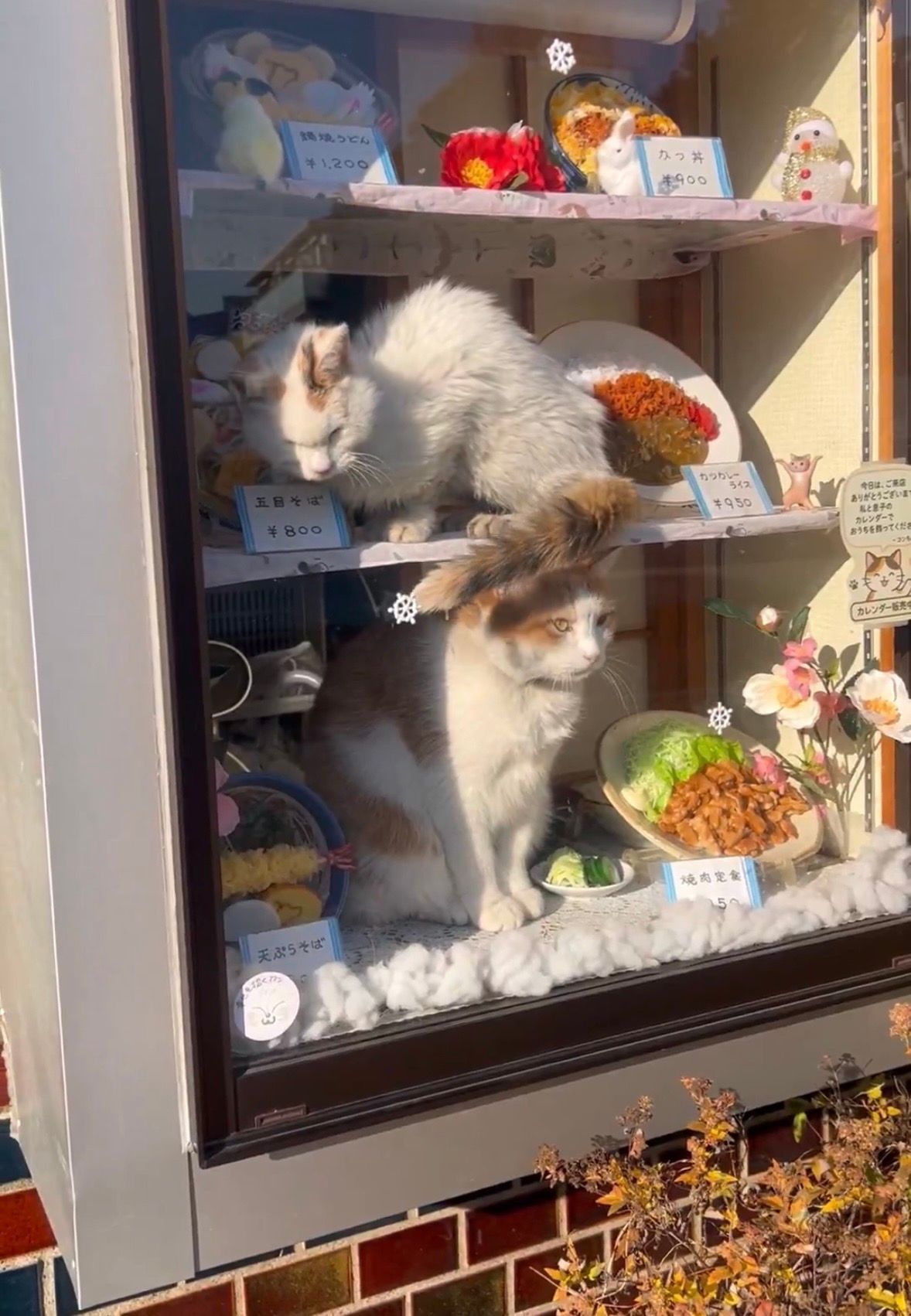 保護猫ファミリーさまご購入 4号ふっくら丸鉢 ほおづえねこさんとスズラン b52e344c65a1682ab78a9c746eb613