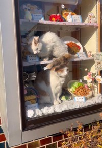 お店のショーケースの中で仲良く日向ぼっこするペタくんとコンちゃん（提供：そば処大むら　ペタコンちゃんねるさん）