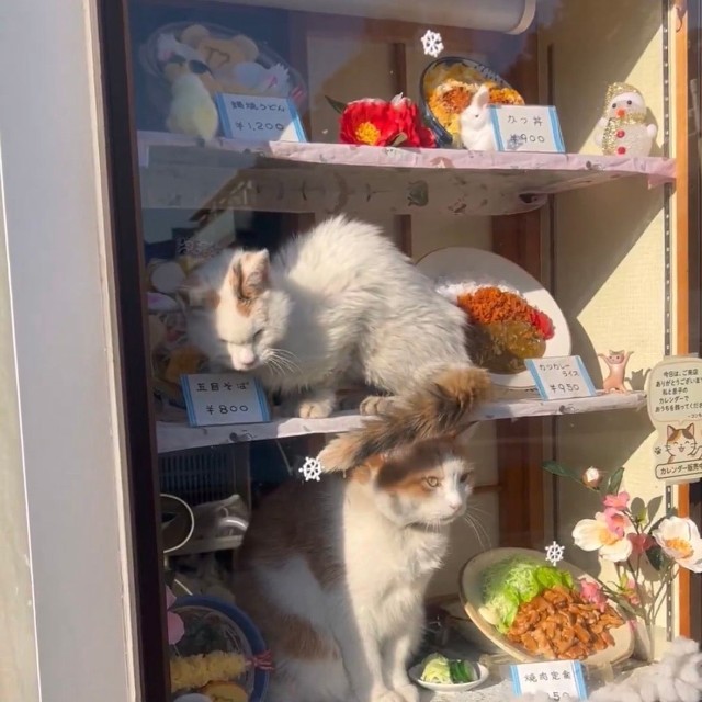 お店のショーケースの中で仲良く日向ぼっこするペタくんとコンちゃん（提供：そば処大むら　ペタコンちゃんねるさん）
