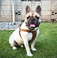 キメ顔のエルくん！（提供：＠frenchbulldog_elさん）
