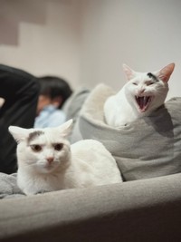 「『野球には興味ないのよ』の顔」（提供：なんだその模様———さん）