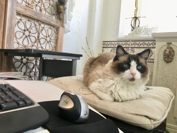 青磁（「猫がいなけりゃ息もできない」から）