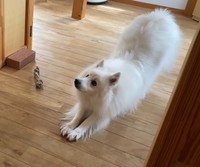 大好きなパパでもシャンプーやだよぉ…（提供：@poteyamadaさん）
