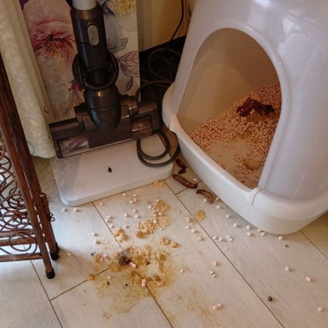 特殊清掃の現場では、犬や猫だけでなく、さまざまな動物がその場に残されていることもあるという（「汚部屋クリーナーみなみ」さん提供）