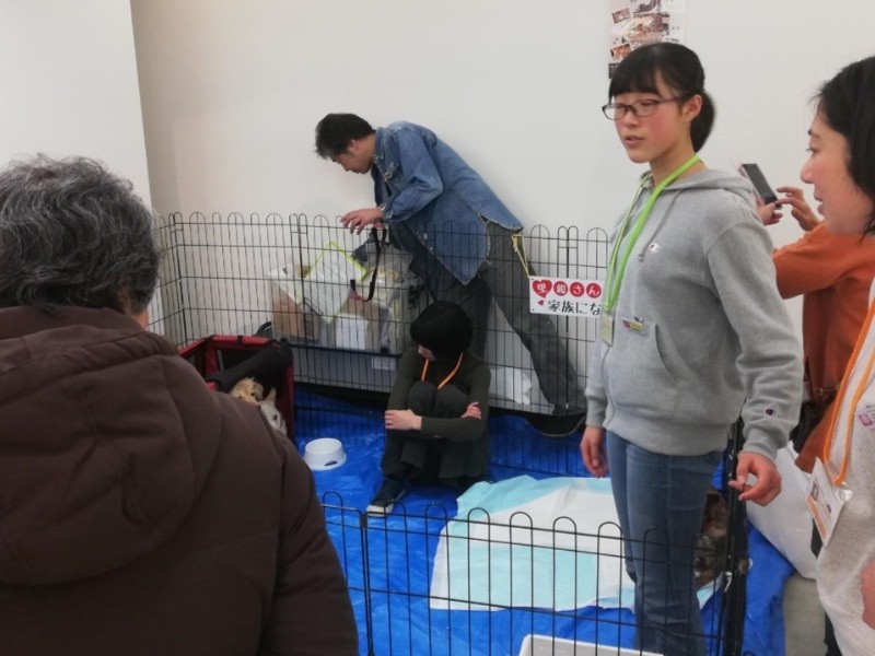 「出会ったきっかけの譲渡会で、今は晴奈ちゃんがお手伝い」（保護団体提供）