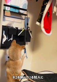 おや、じゃれてる（飼い主さん提供、Instagramよりキャプチャ撮影）