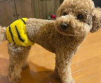 2月3日は鬼のおパンツをはきました（飼い主さん提供、Instagramよりキャプチャ撮影）