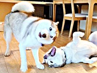 まるでコントのワンシーン！？ 変顔になるアイリスちゃん、ガウガウするナイトくん（画像提供：アイリス＆ナイト父娘さん）