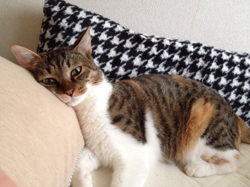 いつもみいちゃんとベッドで一緒に寝ていた