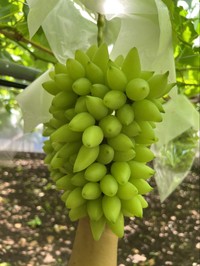 すごいブドウ！（マルエス農園提供）