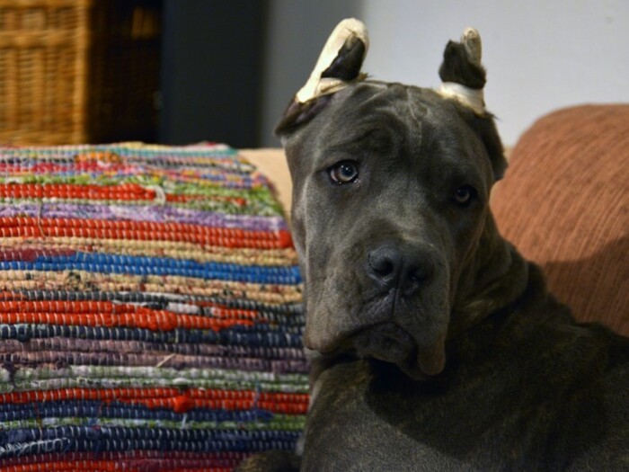 13ゴールのひとつ「ありのままの姿を愛そう」。「もうやめよう、審美目的の断尾・断耳」で署名中。見た目優先で尻尾や耳を切る必要はありませんよね？　＊画像はイメージ