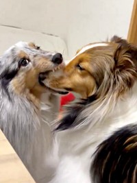 そのままハムハムを続行するラピスちゃん（画像提供：アクラピネルさん）